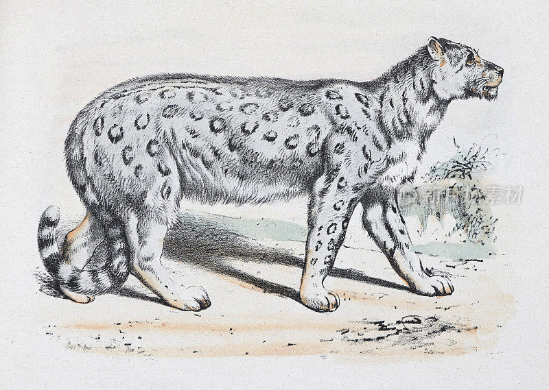 雪豹(Panthera uncia) -复古的颜色插图